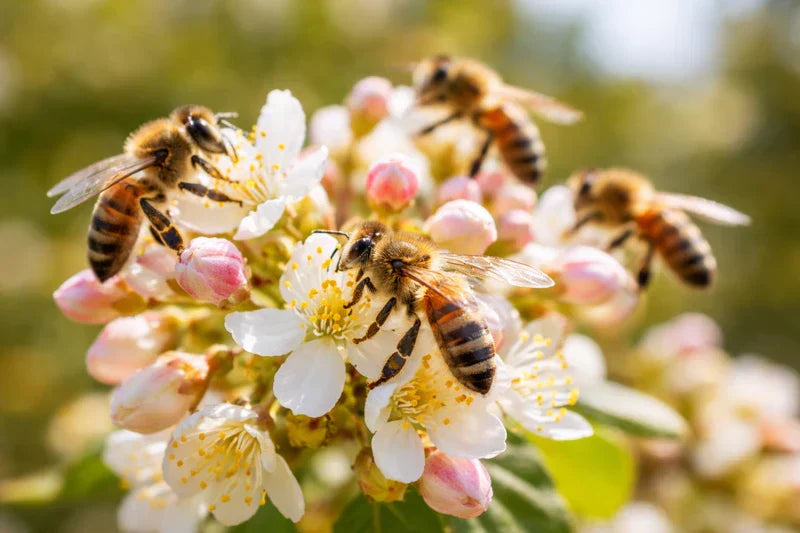 ¿Por qué cada vez hay menos abejas?